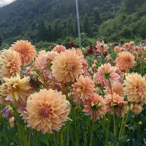 Cebollas de dalias - Compre tubérculos de dalia resistentes al invierno – Cebollas perennes de dalias, perfecto para plantar 8 tubérculos-C