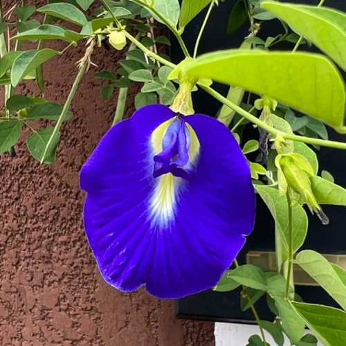 Semillas de clitoria ternatea, semillas de variedades antiguas semillas de guisantes de mariposa, decoración de salón 150pcs