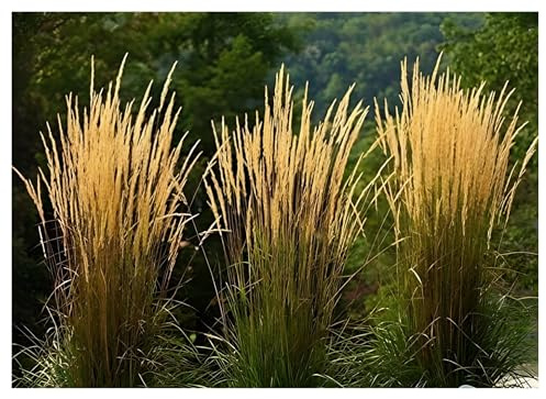 Stauden Gänge 3 x Calamagrostis x acutiflora 'Waldenbusch' im 1 Liter Topf (Ziergras/Gräser/Winterhart/Mehrjährig) Reitgras - Sichtschutz Hecke - Struktur und Dynamik in perfektem Einklang