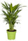 Areca Natural Palmera de Interior Procedente de Zonas Tropicales