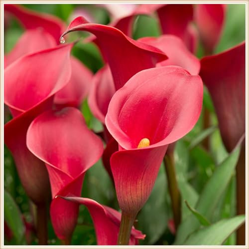 Calla pflanzen winterhart mehrjährig - Calla knollen winterhart mehrjährig - Calla pflanzen zwiebeln winterhart-6knollen-E