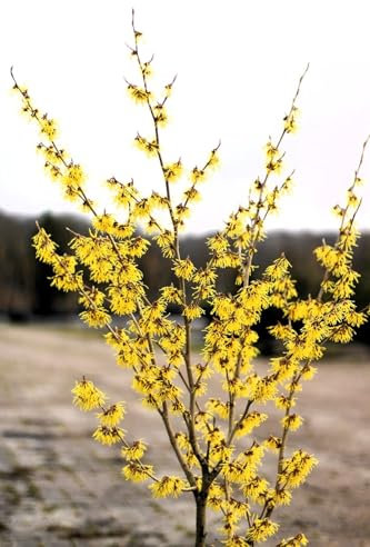 Gelbblühende Zaubernuss Hamamelis - Arnold Promise - 30-40 cm winterhart