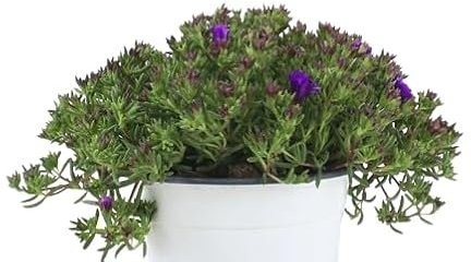 Mesen Suculenta Natural Planta Resistente y Ornamental de Exterior