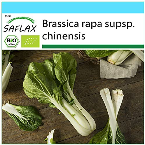 SAFLAX - - BIO - Cavolo senape cinese - Pak Choi - 300 semi - Brassica rapa supsp. chinensis