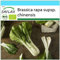 SAFLAX - Geschenk Set - BIO - Chinesischer Senfkohl - Pak Choi - 300 Samen - Mit Geschenk- / Versandbox, Versandaufkleber, Geschenkkarte und Anzuchtsubstrat - Brassica rapa
