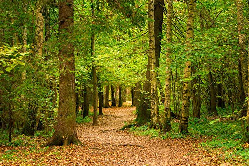 Papier Peint Photo INTISSÉ-FORÊT-400x260 cm-(3772AE)-Nature Arbres d'automne Paysage Arbre Bouleaux Jungle Colle Inclus Mural Décor Motif Poster Géant Stickers Muraux Optique Moderne Fond Effet