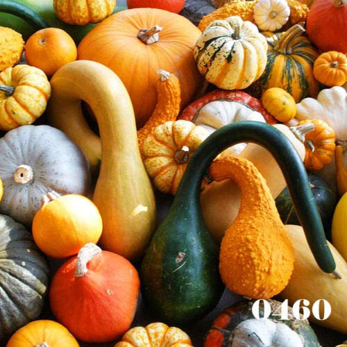 Semillas frescas - MIX DE CALABAZAS - 25 Semillas - Calabazas ornamentales - Cucurbita Pepo - semillas de calabaza