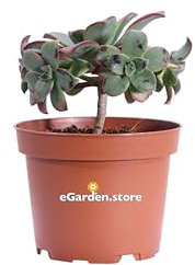 Pianta di Aeonium Decorum Tricolor pianta grassa pianta succulenta variopinta pianta ornamentale da interno o esterno pianta vera venduta da eGarden.store