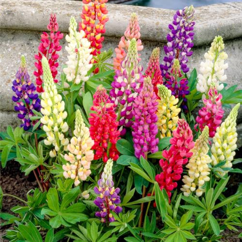 Lupinen Super Kollektion (10 Pflanzen) Mehrjährig mischung von 5 Sorten/4 Farben, große Winterharte Stauden aus Holland, Ideal für Garten und Blumenbeete (kein Samen, nicht künstlich und zwiebeln)