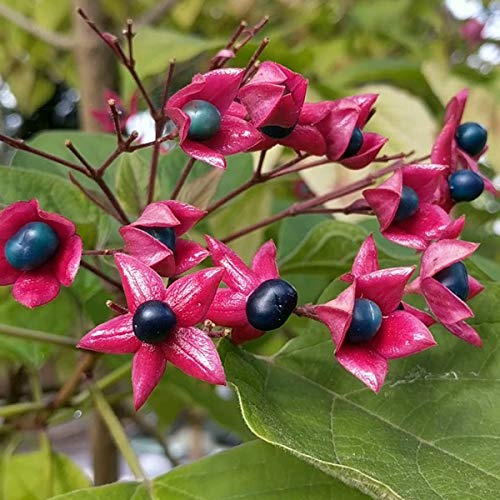 Clerodendrum Trichotomum- Arbre du clergé;Clérodendron 40-50 cm en conteneur