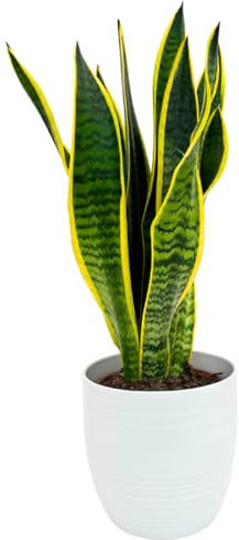 I GIARDINI DI GIULIA - Lingua di suocera - pianta da interno, Sansevieria trifasciata Laurentii - altezza ca. 40 cm, diametro del vaso 13 cm, Pianta Vera (In Vaso di Ceramica Bianco)