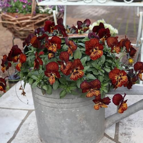 stiefmütterchensamen, topfpflanzen draußen winterhart stiefmütterchen, kräuterpflanzen, balkon steingartenpflanzen, frühlingsblume blumenwiese 100pcs