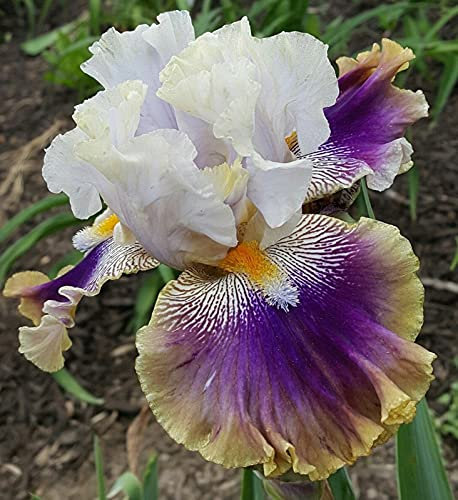 Bulbi di Iris, Dea Dell'Arcobaleno, Iris Germanica, Esotico, Iris Bulbi, Esotico, Adattabile, Bulbo Di Iride Raro-10 Bulbis,e