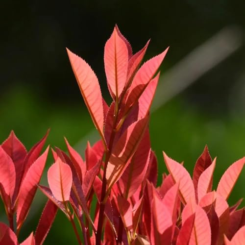 aligustre brillante - semillas arbusto de balcón de seto petirrojo rojo semillas interior jardín jardín arbustos para el - Serie Raras - 100pcs