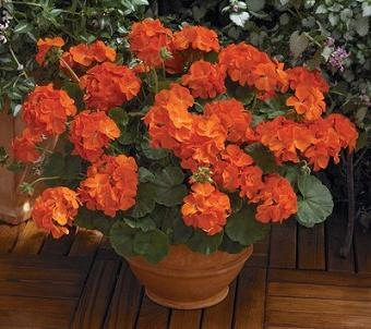 Geranium Maverick Orange 10 Seeds