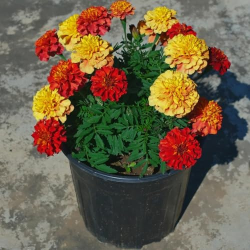 Semi di calendula resistente - decorazione balcone, aiuola rialzata rari 850pcs