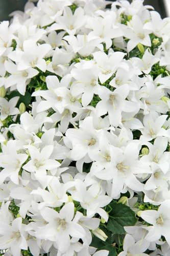Campanula cochleariifolia 'Bavaria White' 9x9 cm Topf – Winterhart, Mehrjährig, Pflegeleicht – Zwerg-Glockenblume – Bodendecker für Steingarten & Mauerfugen