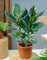 9 Semillas Ficus Elastica Árbol de goma (caucho) de la planta de fácil Cuidado de la Planta de interior