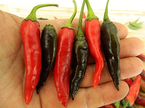 Purple Naga Jolokia Chilli Seeds - Purple Naga Pepper Seeds
