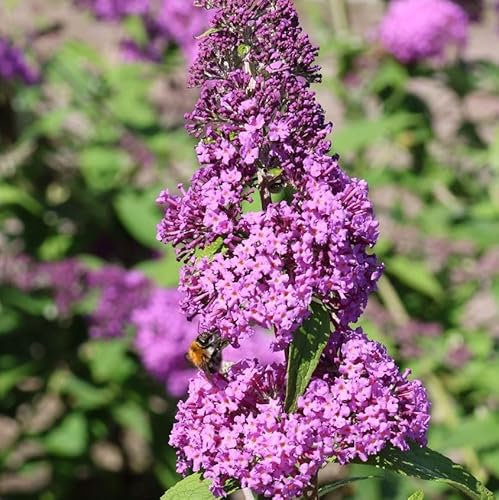 Vivai le Georgiche - Pianta vera di Buddleja davidii Rêve de Papillon Pink Buddleia, Albero farfalle 'Rêve de Papillon Pink' - vaso Ø 24 cm