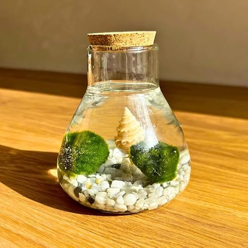 Moss Ball - 2 Bolas de Musgo | Ideal para decoración Interior | Marimo | Marimo Ball | Alga acuática | Planta Acuática | Acuários y Decoración | Medidas: 12x8 cm