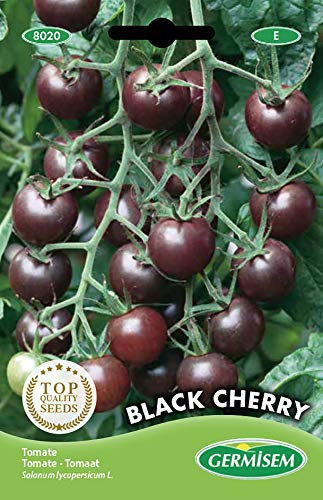 Germisem graines Tomate BLACK CHERRY