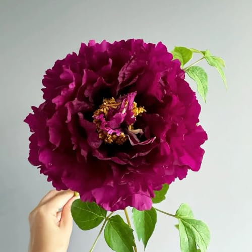 Bulbi di peonia (piante di peonia resistenti) - piante in vaso resistenti giardino decorativo、Fiori meravigliosamente luminosi con vaso per piante, fiori da piantare Decorazione del 5pcs