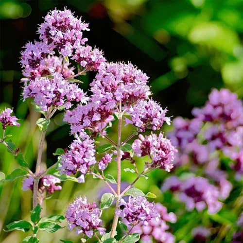 semillas de orégano orgánico de invierno, aromáticas, tradicionales en resistentes 250pcs