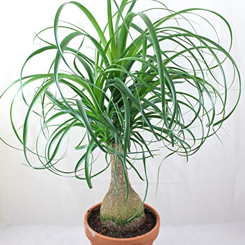 Portal Cool Coda di cavallo (Beaucarnea recurvata) 20 semi freschi