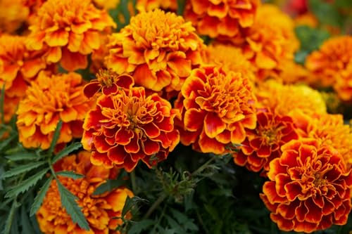 360 Seeds Tagetes Patula Nana Double Mixture Brocade