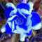 Bulbi di rosa del deserto. Adenium obesum bulbi. Pianta di rosa del deserto. Resistente alla siccità. Forte adattabilità.Resistente al freddo. -1 bulbi-D