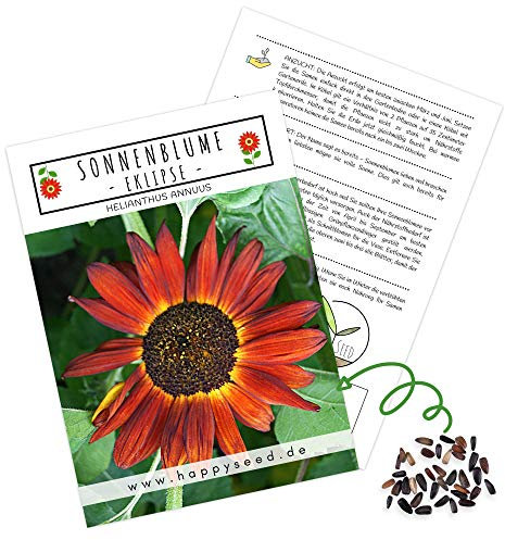 Farbenfrohe Sonnenblumen Samen mit hoher Keimrate - Blumensamen für einen bunten & bienenfreundlichen Garten (20 Korn Eklipse)