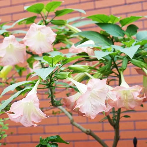 engelstrompete pflanze samen、 bonsai topf、schnittblumen samen pflanzen samen、indoor garten balkonpflanzen、gartenblumen gartendeko für draußen、Farbenprächtige zimmerpflanzen、blumen zum 300pcs