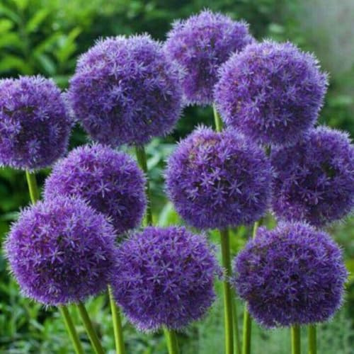 Allium, rizomi di Allium resistenti, rizomi perenni da giardino, piantagioni di Allium rari da giardino-6 rizomi-F