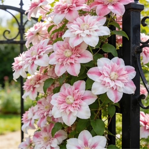 Clemátide rara y resistente - Clemátide trepadora perenne en maceta - Ideal para jardín, balcón y decoración en maceta-15 Rizoma-C