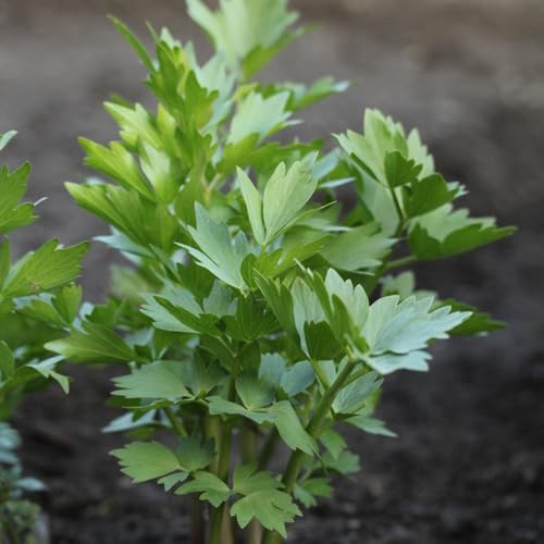 semi di levistico resistente - giardino, aiuola rialzata balconi 300pcs