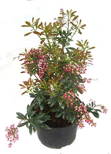 Pieris japonica ''Polar Passion'' - Schattenglöckchen, Lavendelheide kleinbleibender immergrüner, winterharter Strauch -17 cm Topf