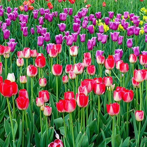 3 Stück tulpenzwiebeln mix winterhart mehrjährig tulpen zwiebeln Hydroponik geschenke für hobbygärtner stauden bienenweide garten blumenzwiebeln frühblüher geschenke für garten