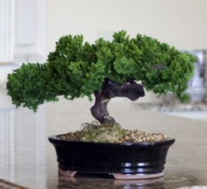 Bonsai Boy p1319 Monterey Juniper Single Trunk Preserved Bonsai Tree