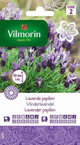 Vilmorin 5876342 Lavande Papillon, Violet, 90 x 2 x 160 cm