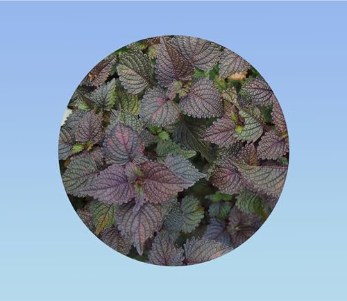 250 graines shiso rouge/violet pourple - perilla - persil japonnais - cuisine japonnaise - plante aromatique