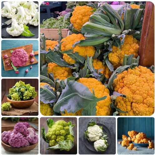 semillas de coliflor - semillas de resistentes el jardín Coliflor - resistentes en jardín balcón invernadero exótico 80semillas