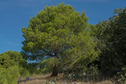 140 Semillas Pino Carrasco (Pinus Halepensis)