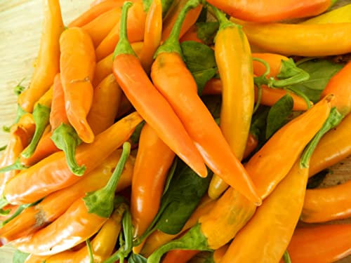 Bulgarian Carrot Chilli Seeds - Bulgarian Carrot 15 Fresh Pepper Seeds