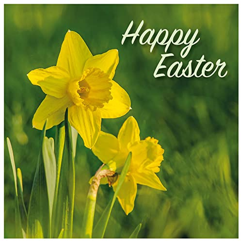 Easter Cards - Spring Daffodils, pack of 5, with white envelopes and greeting inside. Easter cards for all the family, by Just Cards Direct