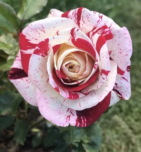 Rock & Roll Hybrid Tea Bush Rose Plant in A 3Lt Pot - Gorgeous Stripe Rose Plant