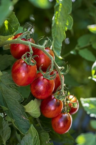 PREMIER SEEDS DIRECT - Tomato Black Moon F1-10 Seeds