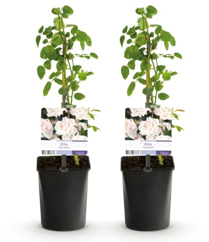 Rosal Trepador New Dawn para Jardín, Rosa Claro, Pack de 2, Altura 40 cm