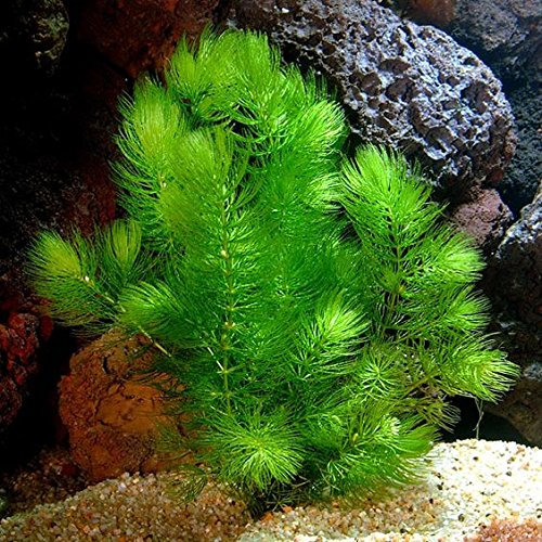 PondPlantsUK Floating Plants 1 Large Bunch Hornwort Fast Growing Aquarium x 5 Strands