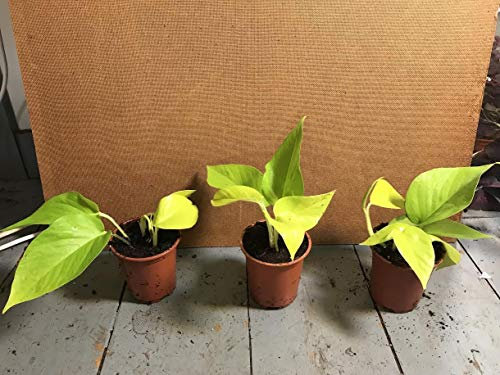 Portal Cool Rare Houseplant Epipremnum Golden Pothos de Grown Dans 9cm Pot, Envoyé Enracinés nu